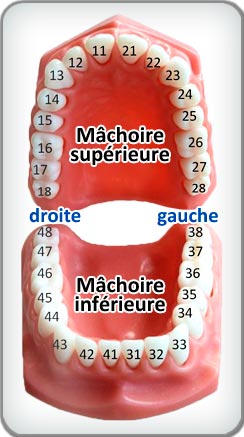 Numérotation dentaire, dentition humaine schéma