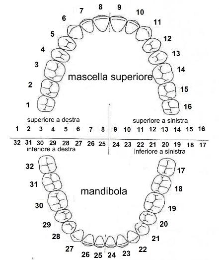 Sistema di numerazione dentale universasle (Stati Uniti)
