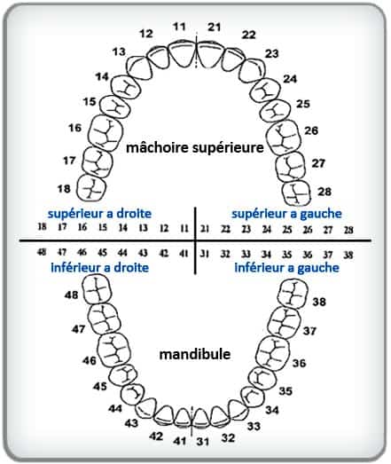 Numérotation dentaire ou comment sont numérotées les dents