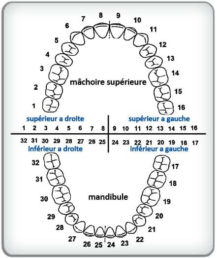 schéma de dentition universelle